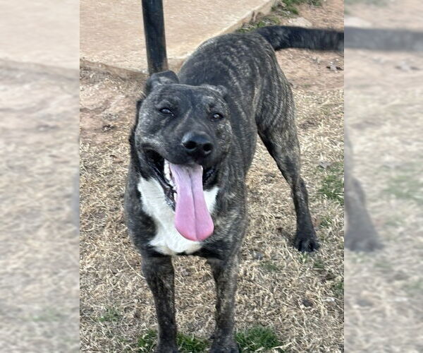 Medium Photo #1 Catahoula Leopard Dog-Labrador Retriever Mix Puppy For Sale in Wakefield, RI, USA