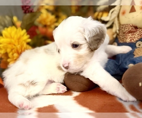 Medium Photo #5 Miniature Australian Shepherd Puppy For Sale in ANTHONY, FL, USA