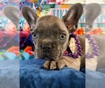 Small Photo #2 French Bulldog Puppy For Sale in HEATHROW, FL, USA