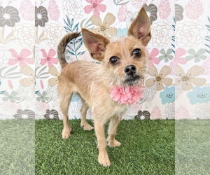 Mutt Dogs for adoption in Corona, CA, USA