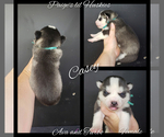 Small Photo #16 Siberian Husky Puppy For Sale in BLOOMFIELD, IN, USA