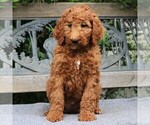 Small Photo #1 Poodle (Standard) Puppy For Sale in EAST EARL, PA, USA