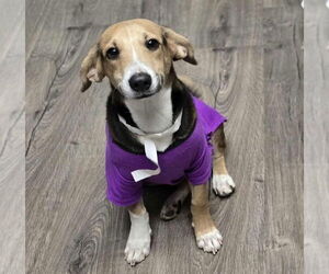 Beago Dogs for adoption in Lakewood, CO, USA