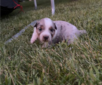 Puppy Male 4 Texas Heeler