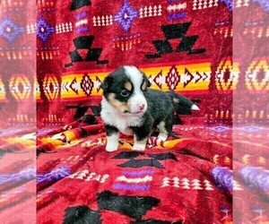 American Corgi Puppy for sale in COMMERCE CITY, CO, USA