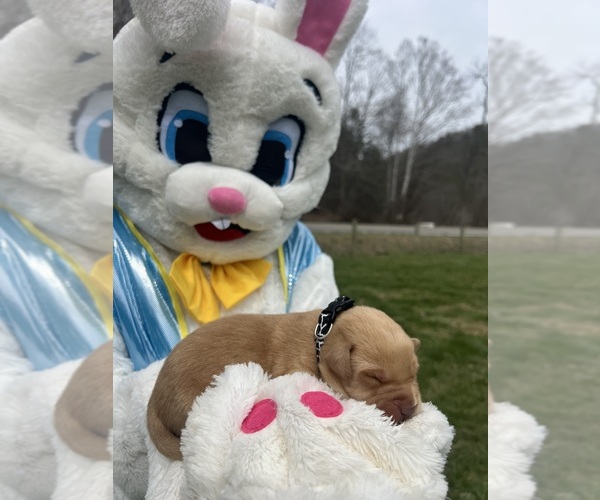 Medium Photo #3 Labrador Retriever Puppy For Sale in NEOLA, WV, USA