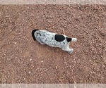 Small #2 German Shorthaired Pointer