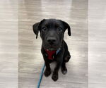 Small #3 Labrador Retriever Mix