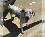 Small Labrador Retriever Mix