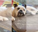 Small #1 Bulldog