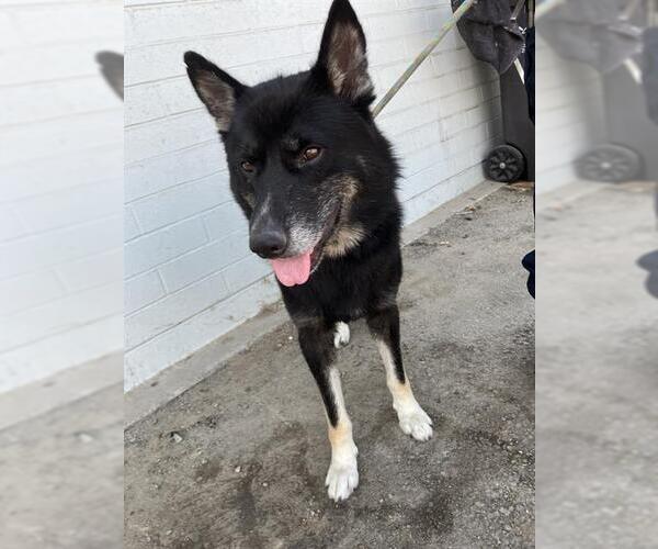 Medium Photo #1 German Shepherd Dog-Siberian Husky Mix Puppy For Sale in Stockton, CA, USA