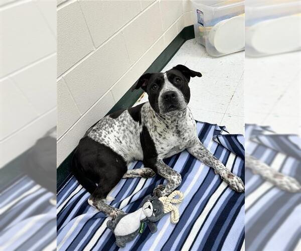 Medium Photo #2 German Shorthaired Pointer-Pointer Mix Puppy For Sale in Corpus Christi, TX, USA