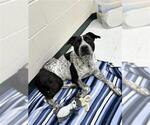 Small #1 German Shorthaired Pointer-Pointer Mix
