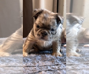 English Bulldog Puppy for sale in LANCASTER, CA, USA