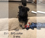Small Photo #10 German Shepherd Dog Puppy For Sale in KINGSTON, NY, USA
