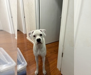Boxer Puppy for sale in MORTON, IL, USA
