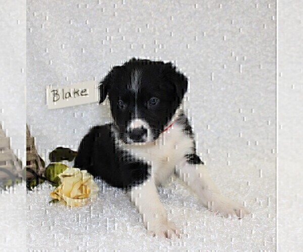 Medium Photo #1 Border Collie Puppy For Sale in STANLEY, WI, USA