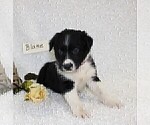 Small Photo #1 Border Collie Puppy For Sale in STANLEY, WI, USA