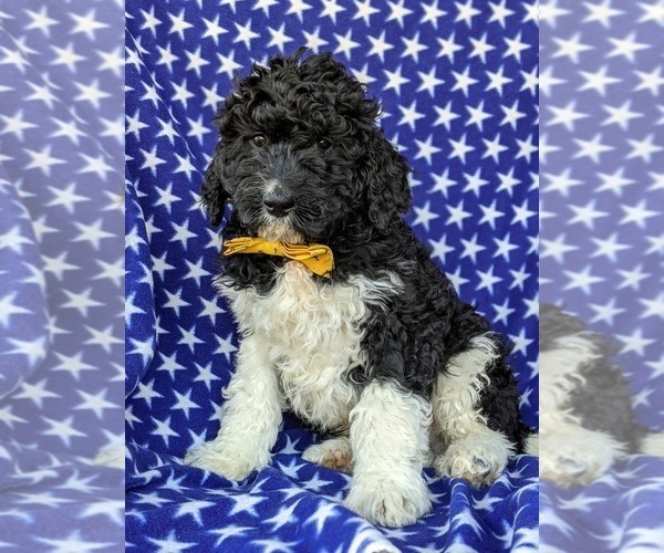 Medium Photo #6 Miniature Bernedoodle-Poodle (Miniature) Mix Puppy For Sale in QUARRYVILLE, PA, USA