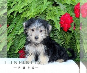 Morkie Puppy for sale in RISING SUN, MD, USA