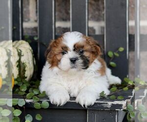 Shih Tzu Puppy for sale in GORDONVILLE, PA, USA