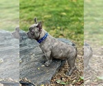Small #2 French Bulldog