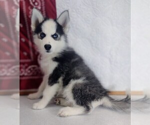 Siberian Husky Puppy for sale in MOUNT AYR, IA, USA