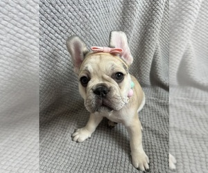 French Bulldog Puppy for sale in ALLENTOWN, PA, USA