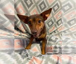 Small Chihuahua Mix