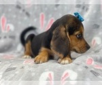 Small Photo #13 Beagle Puppy For Sale in LAKELAND, FL, USA