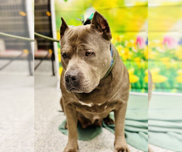 Medium Photo #4 American Bulldog-Unknown Mix Puppy For Sale in Manahawkin, NJ, USA