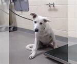 Small German Shepherd Dog Mix