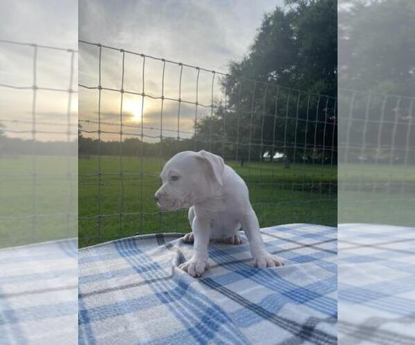 Medium Photo #5 American Pit Bull Terrier Puppy For Sale in WEBSTER, FL, USA