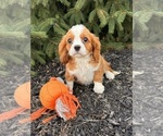 Small #2 Cavalier King Charles Spaniel-Miniature Bernedoodle Mix