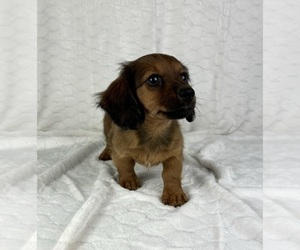 Dachshund Puppy for sale in FRANKLIN, IN, USA