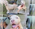 Puppy Bella American Bully