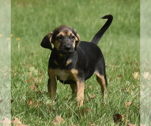Travis - Male Australian Shepherd-Unknown Mix Dog for Adoption - Photo #2