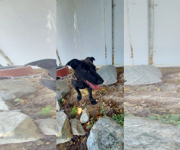 Medium Photo #1 Labrador Retriever-Unknown Mix Puppy For Sale in San Diego, CA, USA