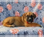 Small Photo #5 Boerboel Puppy For Sale in OXFORD, PA, USA