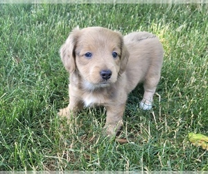 Dachshund Puppy for sale in NOVI, MI, USA