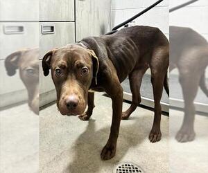 Mutt Dogs for adoption in Forestville, MD, USA