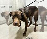 *FUDGE - Female Mutt Dog for Adoption - Small photo