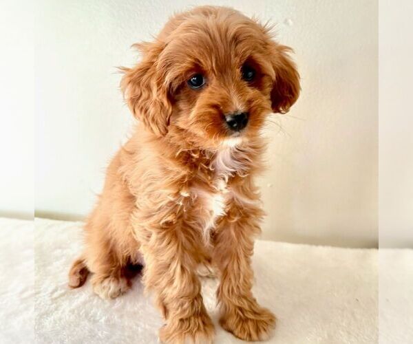Medium Photo #1 Cavapoo (Miniature) Puppy For Sale in NEWPORT, PA, USA