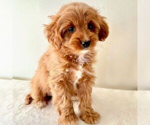 Cavapoo (Miniature) Puppy for sale in NEWPORT, PA, USA