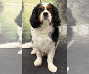 Cavalier King Charles Spaniel Dogs for adoption in Westminster, MD, USA