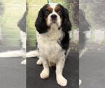 Small Cavalier King Charles Spaniel
