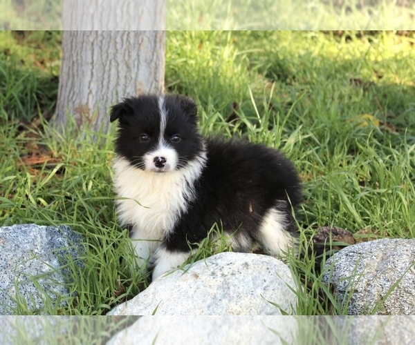 Medium Photo #22 Australian Shepherd Puppy For Sale in ACTON, CA, USA