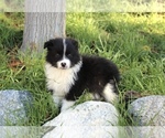 Small Photo #22 Australian Shepherd Puppy For Sale in ACTON, CA, USA