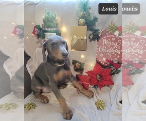 Doberman Pinscher Puppy for sale in POMEROY, OH, USA