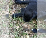 Small Photo #7 Boxador Puppy For Sale in TEMPLE TERRACE, FL, USA